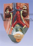 Urinary System Model, male, 0.75 times full-size